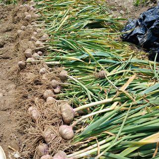 영이네 텃밭님의 농사, 무엇이든 물어보세요! · 참여글 작성글 사진