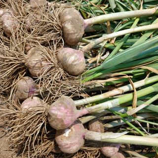 영이네 텃밭님의 농사, 무엇이든 물어보세요! · 참여글 작성글 사진