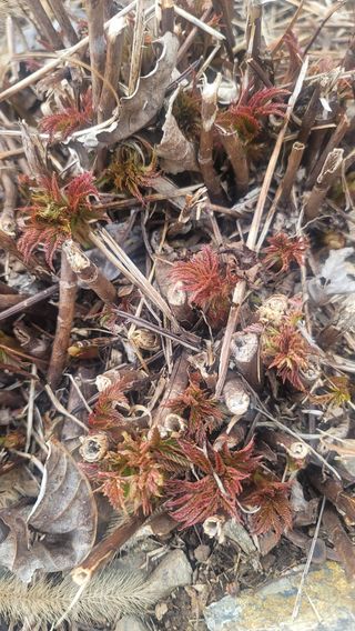 운봉골농원(배강조)님의 작성글 사진