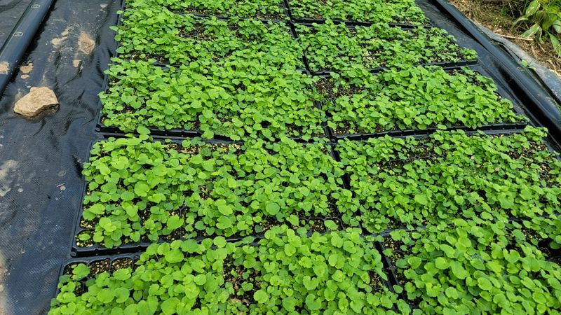 운봉골농원(배강조)님의 장터 판매 상품 [영아자 모종(105구트레이)] 첨부 사진