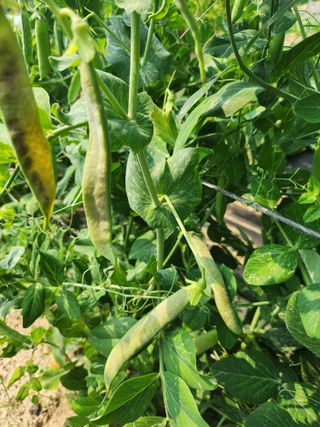 텃밭입문님의 농사, 무엇이든 물어보세요! · 참여글 작성글 사진