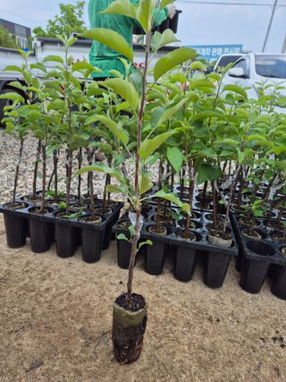 우리농원님의 자유주제 · 자유게시판 작성글 사진