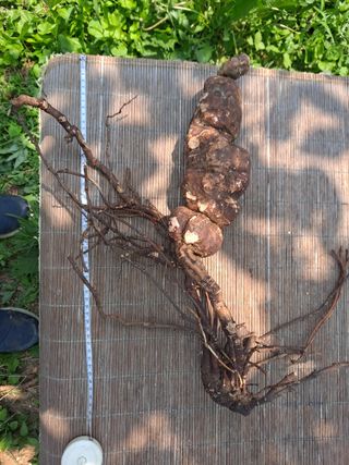 오선제님의 자유주제 · 자유게시판 작성글 사진