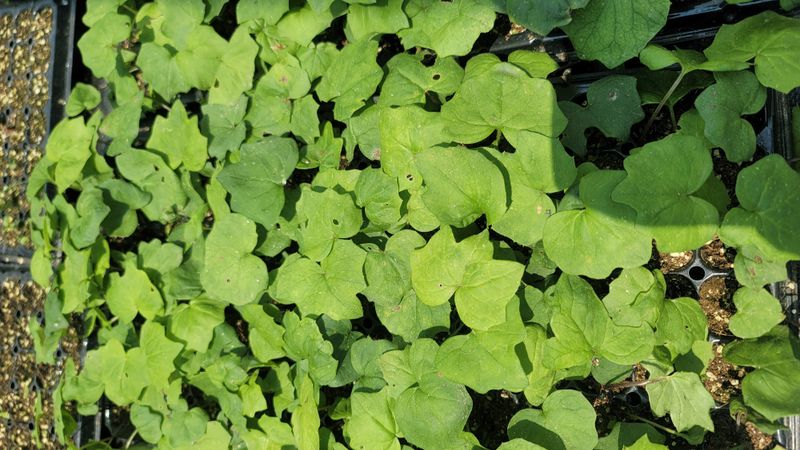 장터 상품 [병풍쌈 105구 트레이 모종] 썸네일