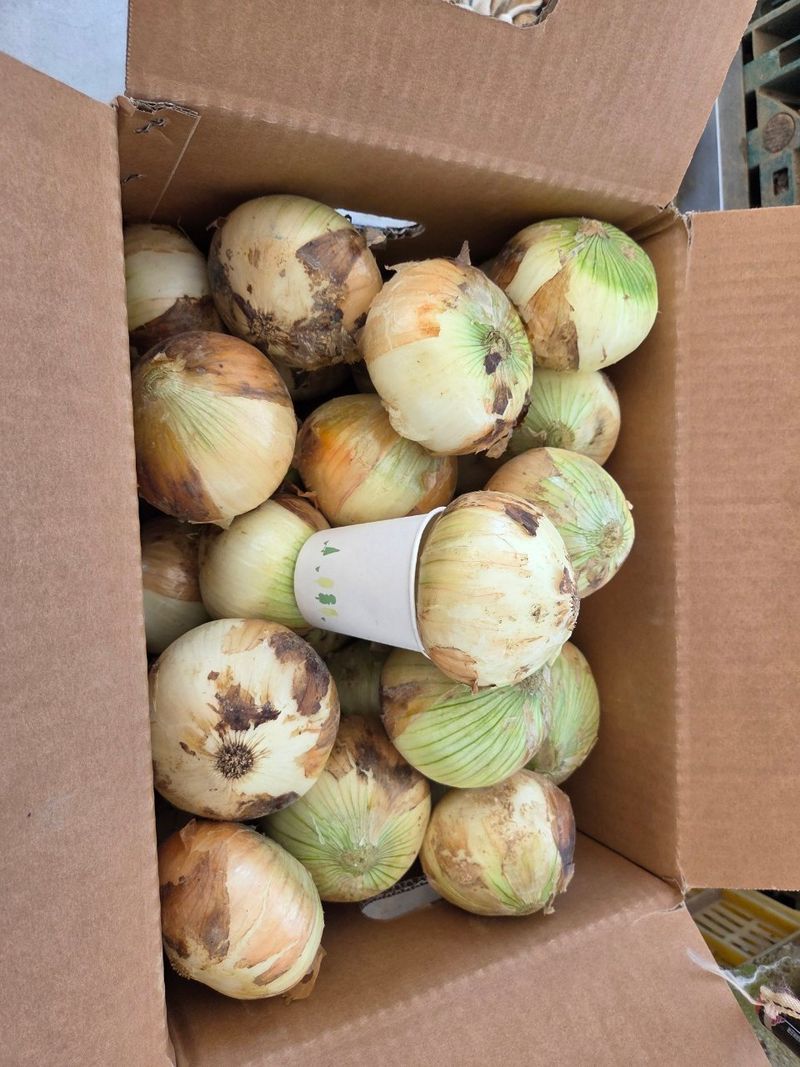 매실31872님의 장터 판매 상품 [무안 햇양파 판매] 첨부 사진
