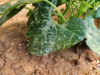 사이공박님의 농사, 무엇이든 물어보세요! · 참여글 작성글 사진