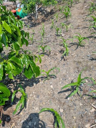 김용대님의 자유주제 · 자유게시판 작성글 사진