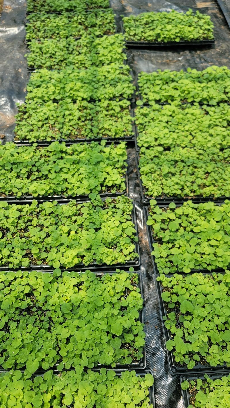 운봉골농원(배강조)님의 장터 판매 상품 [영아자 모종(105구트레이)] 첨부 사진