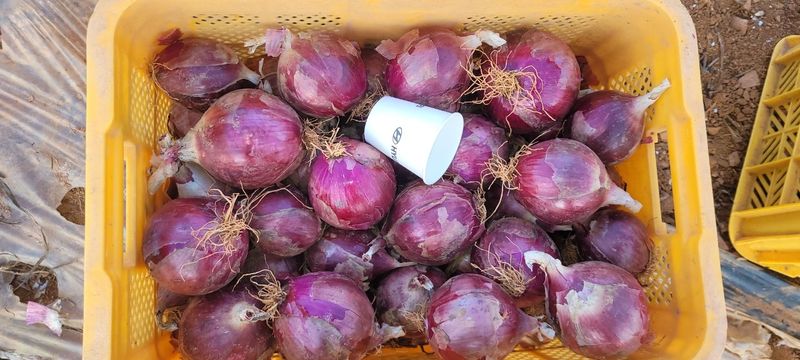 장터 상품 [무안 햇양파 판매] 썸네일