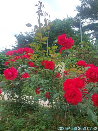 황대헌님의 자유주제 · 자유게시판 작성글 사진