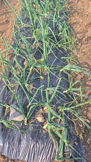 장봉덕님의 자유주제 · 자유게시판 작성글 사진