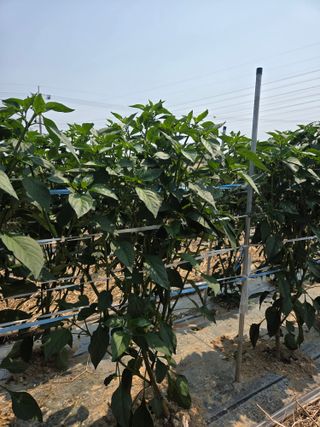 우수영터미널농약사님의 자유주제 · 자유게시판 작성글 사진