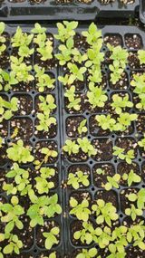 팜모닝 농사, 무엇이든 물어보세요!·참여글 게시글 이미지