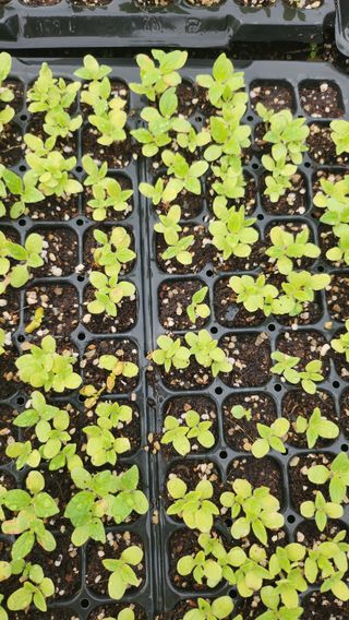 김진왕님의 농사, 무엇이든 물어보세요! · 참여글 작성글 사진