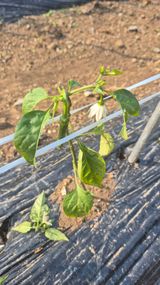 팜모닝 자유주제·자유게시판 게시글 이미지