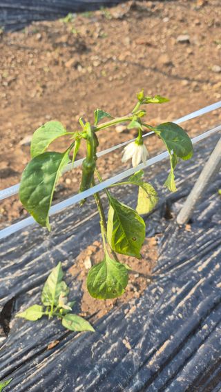 장봉덕님의 자유주제 · 자유게시판 작성글 사진