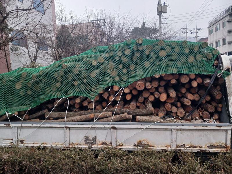 샬롬 ~님의 장터 판매 상품 [표고목 종균접종된 원목 분양중 ] 첨부 사진