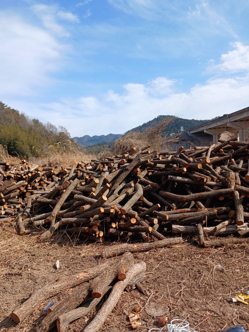 장터 상품 [표고목 종균접종된 원목 분양중 ] 썸네일