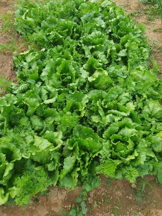 주옥님의 자유주제 · 자유게시판 작성글 사진