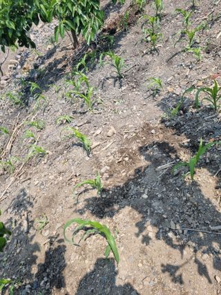 김용대님의 자유주제 · 자유게시판 작성글 사진