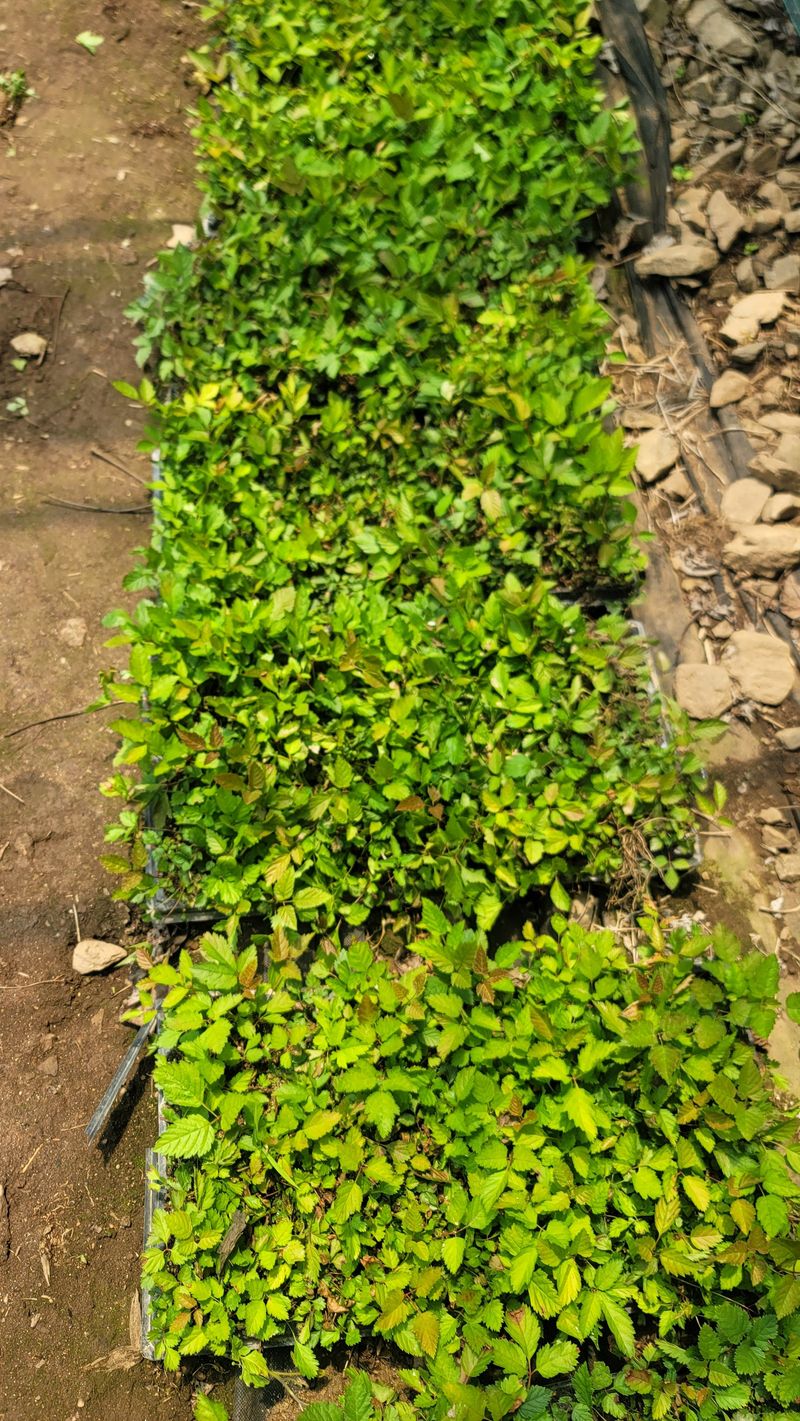 운봉골농원(배강조)님의 장터 판매 상품 [눈개승마 105구 트레이 모종] 첨부 사진