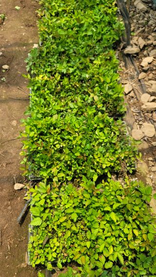 운봉골농원(배강조)님의 작성글 사진