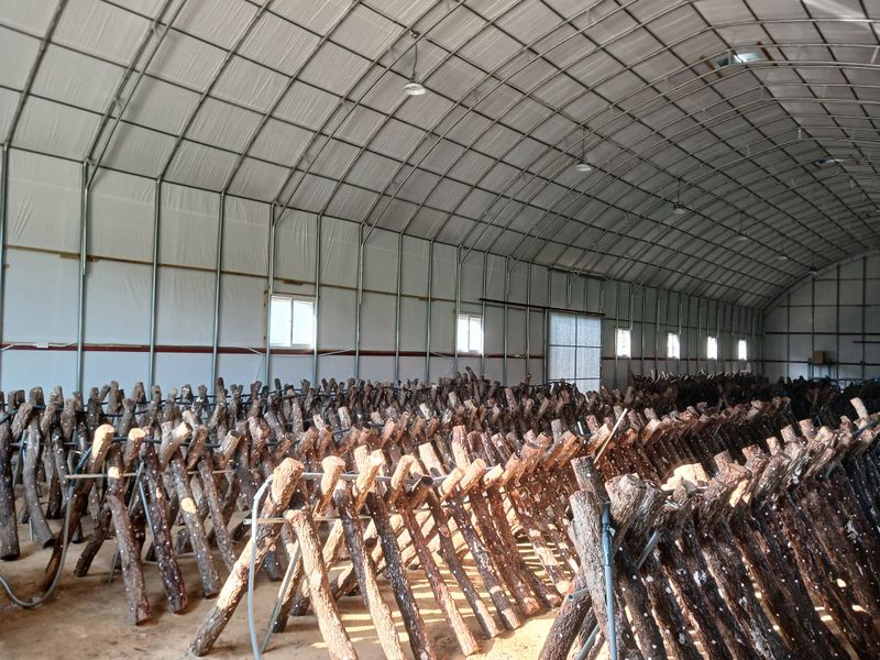 샬롬 ~님의 장터 판매 상품 [표고목 종균접종된 원목 분양중 ] 첨부 사진