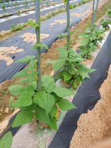 팜모닝 자유주제·자유게시판 게시글 이미지