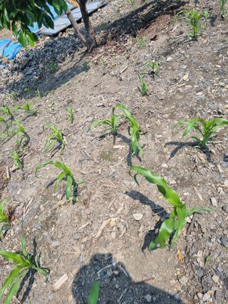 김용대님의 자유주제 · 자유게시판 작성글 사진