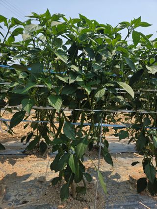 우수영터미널농약사님의 자유주제 · 자유게시판 작성글 사진