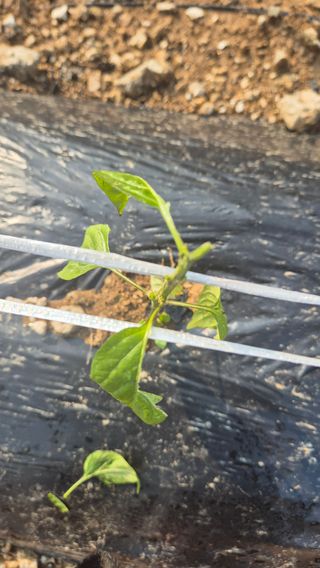 장봉덕님의 자유주제 · 자유게시판 작성글 사진