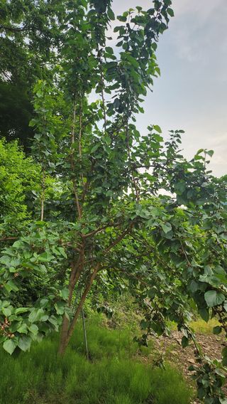 김진왕님의 농사, 무엇이든 물어보세요! · 참여글 작성글 사진