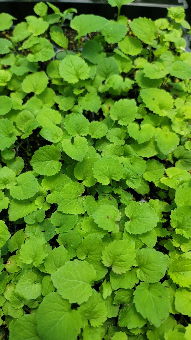 장터 상품 [영아자 모종(105구트레이)] 썸네일