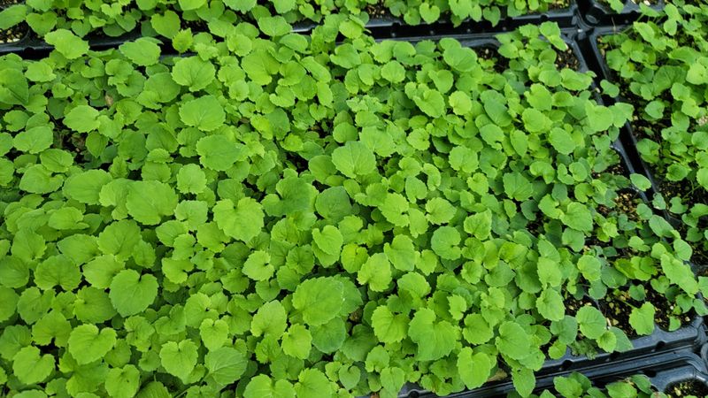 운봉골농원(배강조)님의 장터 판매 상품 [영아자 모종(105구트레이)] 첨부 사진