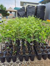 팜모닝 자유주제·자유게시판 게시글 이미지