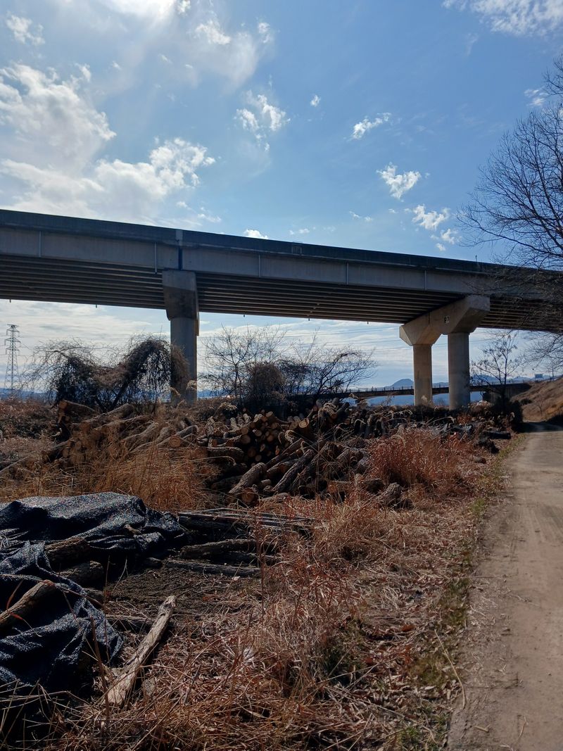 샬롬 ~님의 장터 판매 상품 [표고목 종균접종된 원목 분양중 ] 첨부 사진