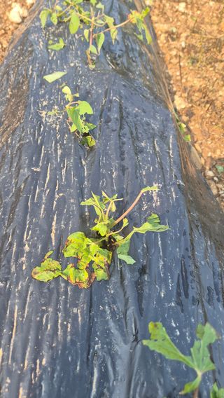 장봉덕님의 자유주제 · 자유게시판 작성글 사진