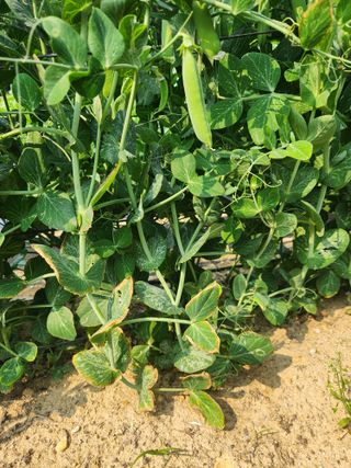 텃밭입문님의 농사, 무엇이든 물어보세요! · 참여글 작성글 사진