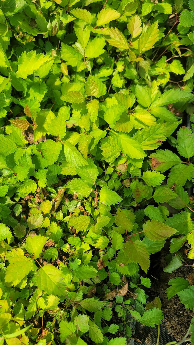 장터 상품 [눈개승마 105구 트레이 모종] 썸네일