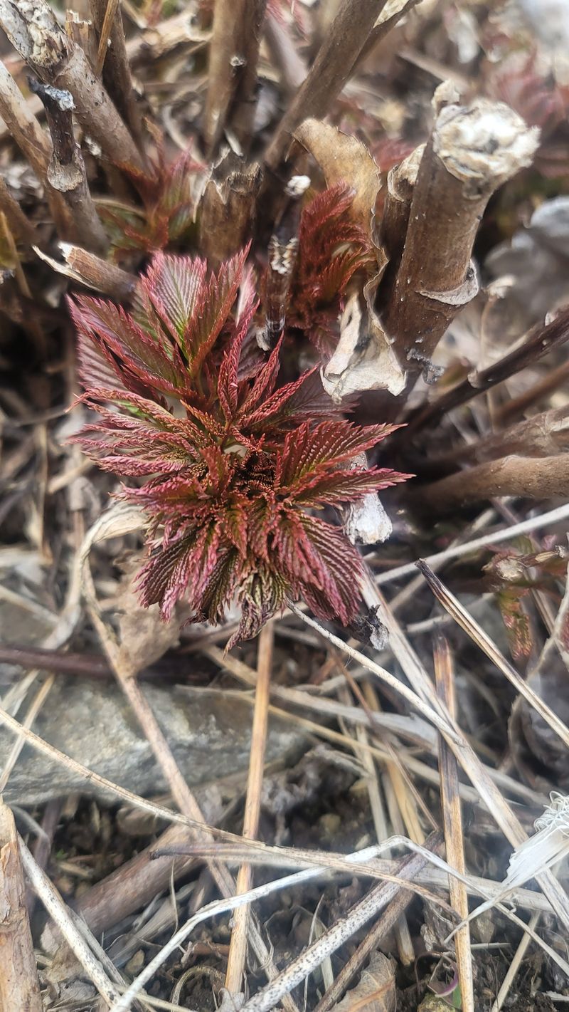 운봉골농원(배강조)님의 장터 판매 상품 [눈개승마 105구 트레이 모종] 첨부 사진
