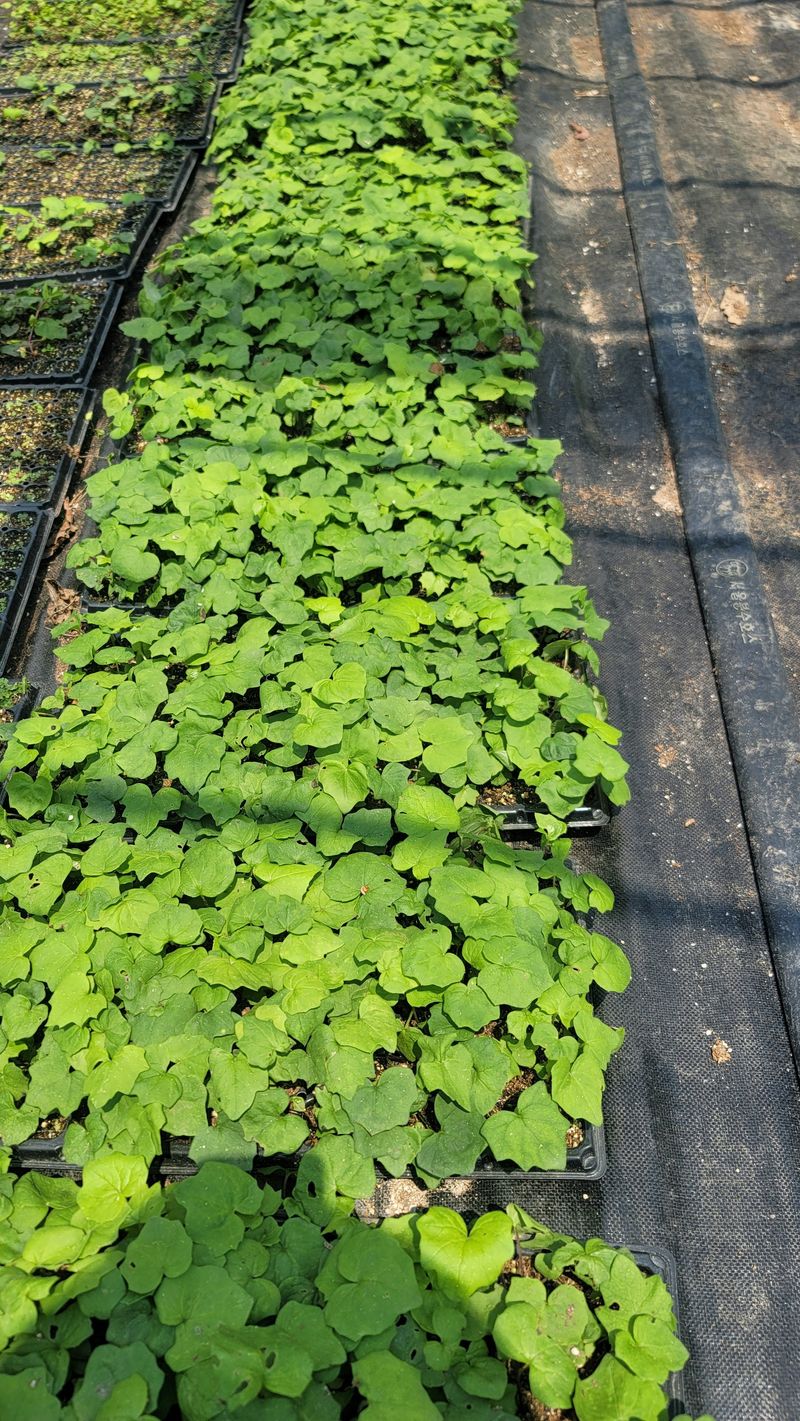 운봉골농원(배강조)님의 장터 판매 상품 [병풍쌈 105구 트레이 모종] 첨부 사진