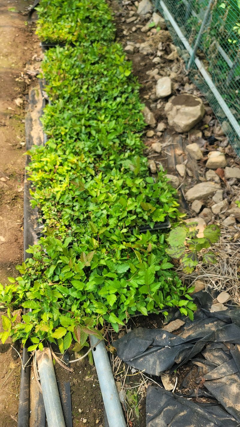 운봉골농원(배강조)님의 장터 판매 상품 [눈개승마 105구 트레이 모종] 첨부 사진