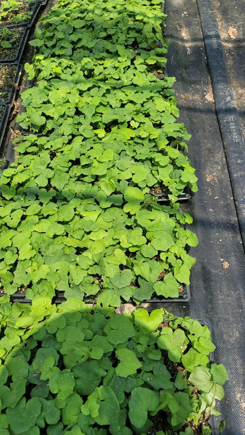 운봉골농원(배강조)님의 장터 판매 상품 [병풍쌈 105구 트레이 모종] 첨부 사진