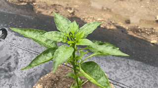 누보농장님의 자유주제 · 자유게시판 작성글 사진