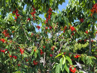 우리농원님의 자유주제 · 자유게시판 작성글 사진