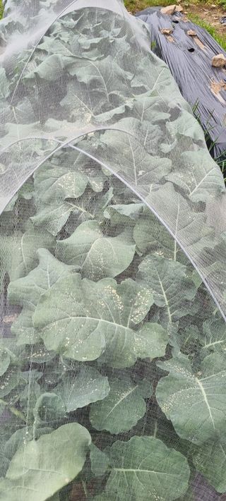 배추7168님의 자유주제 · 자유게시판 작성글 사진