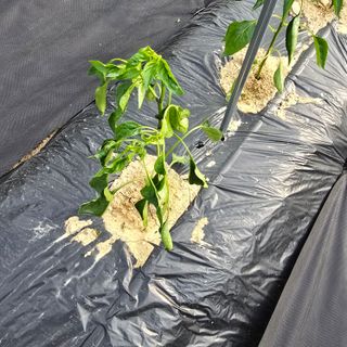 권춘화님의 농사, 무엇이든 물어보세요! · 참여글 작성글 사진