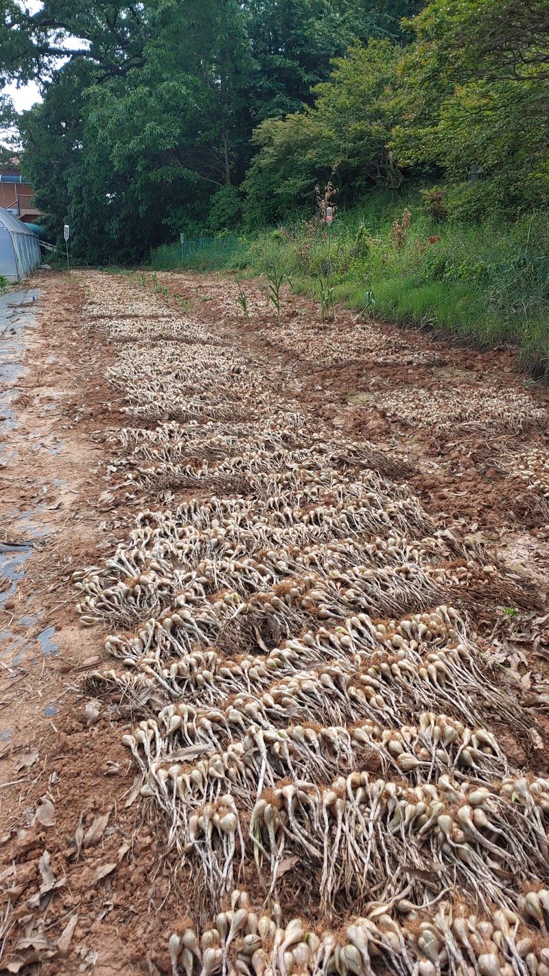 조새힘님의 장터 판매 상품 [태안군 토종쪽파 종자용 1kg] 첨부 사진