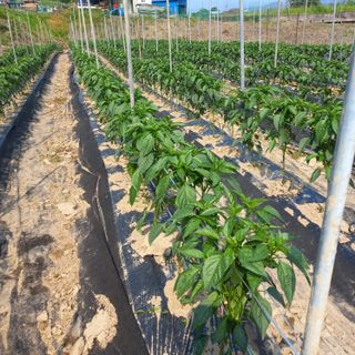 두릅나무13435님의 작성글 사진