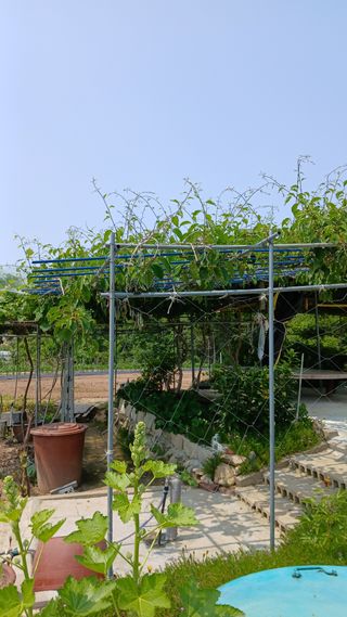 초보텃밭님의 자유주제 · 자유게시판 작성글 사진